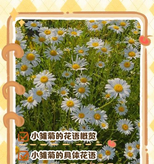 雏菊与红豆搭配的花语是什么？