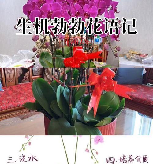 兰花蓝宝石的花语代表什么？