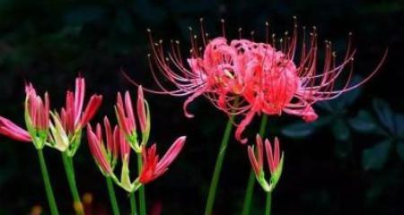 甘菊的花语和花意有何深意？