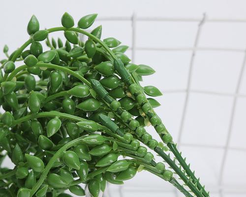 绿植佛珠的花语有哪些？它们代表什么？
