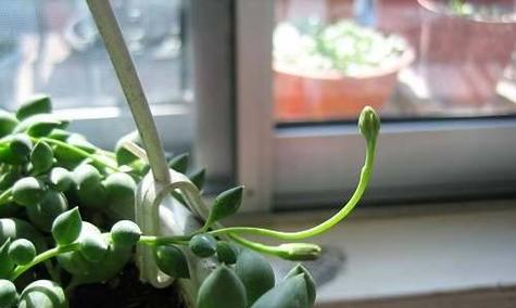 绿植佛珠的花语有哪些？它们代表什么？