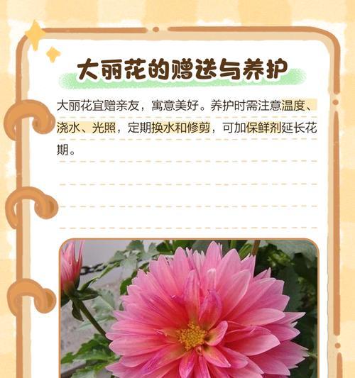 花的花语背后有哪些美丽的故事？