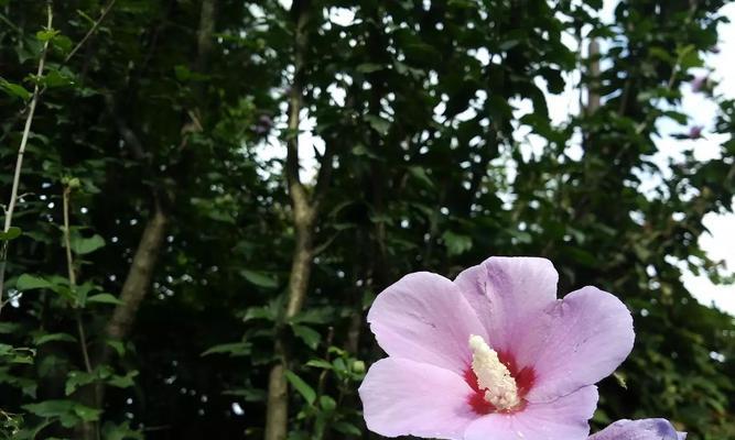 黑色木槿花的花语是什么？有何特别之处？
