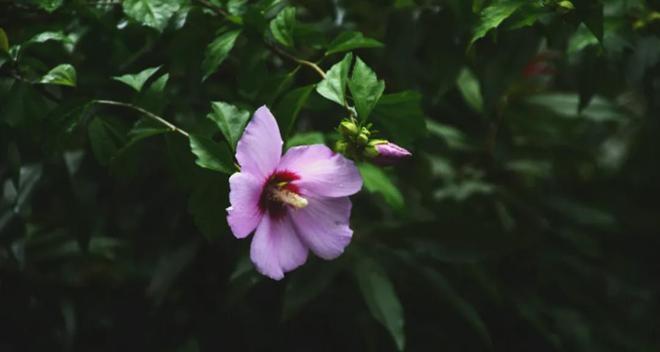 黑色木槿花的花语是什么？有何特别之处？