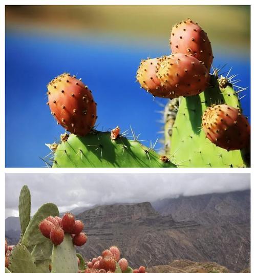 沙漠仙人掌的花语有何寓意？