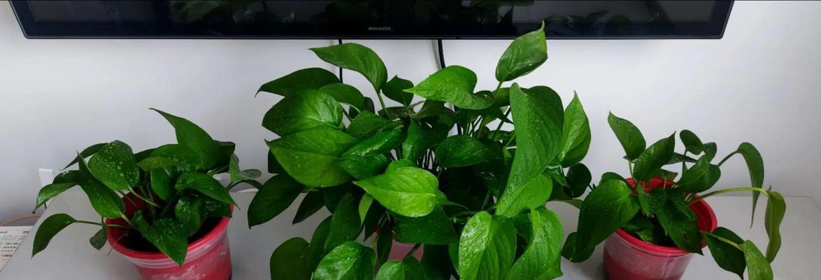 绿萝的花语是什么？它象征着什么？