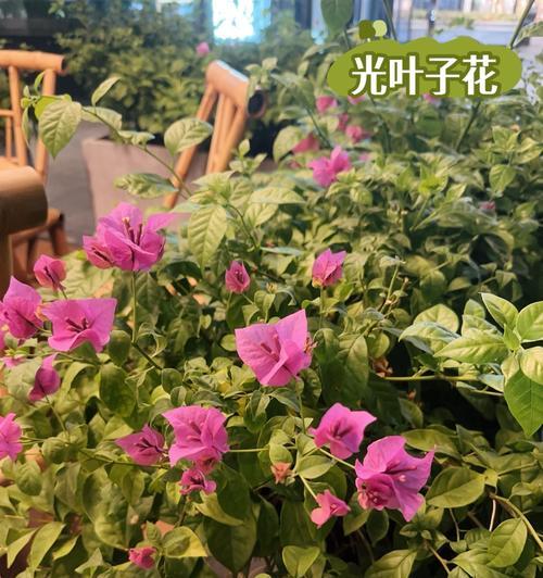 叶子的花语有哪些？它们代表什么意义？