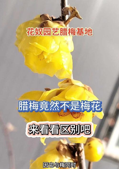 腊梅花在过年时的花语是什么？