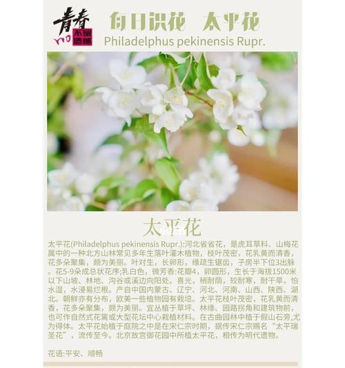 各省份的省花名称及其花语是什么？