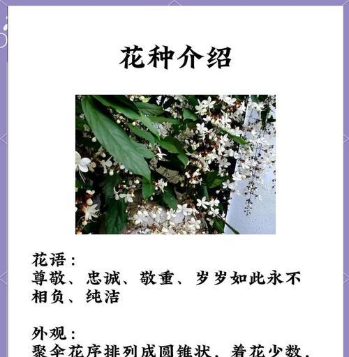 稀有花种的花语有哪些？它们有何特别含义？