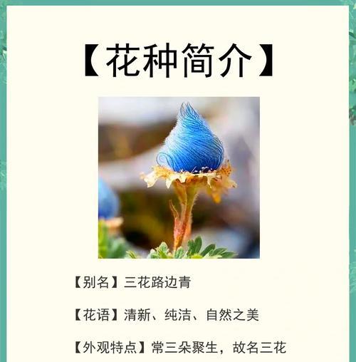 稀有花种的花语有哪些？它们有何特别含义？