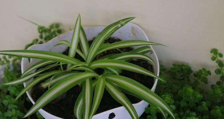白吊兰花的花语是什么？它象征着什么？