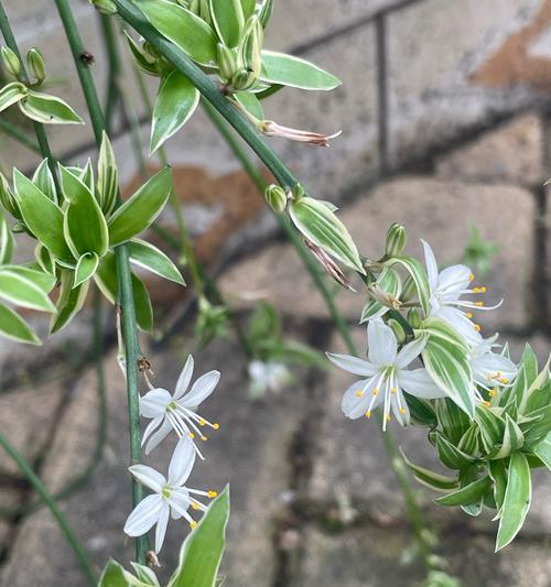 白吊兰花的花语是什么？它象征着什么？