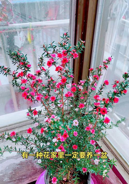 松红梅花的花语有何深意？