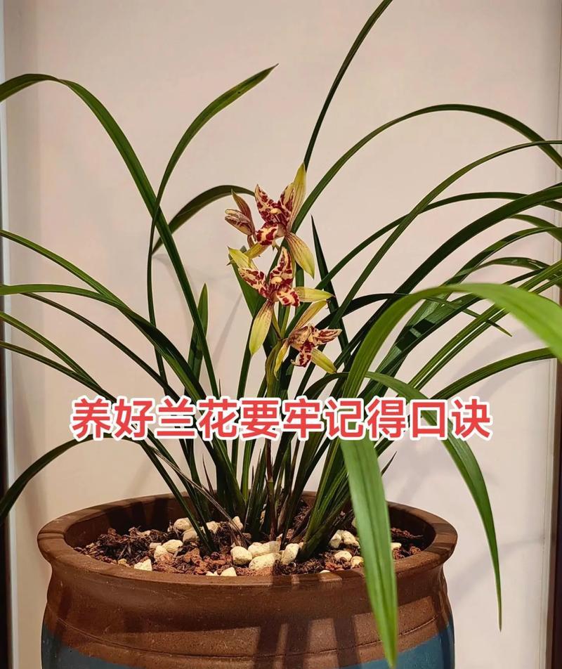 兰花的花语通常代表什么？