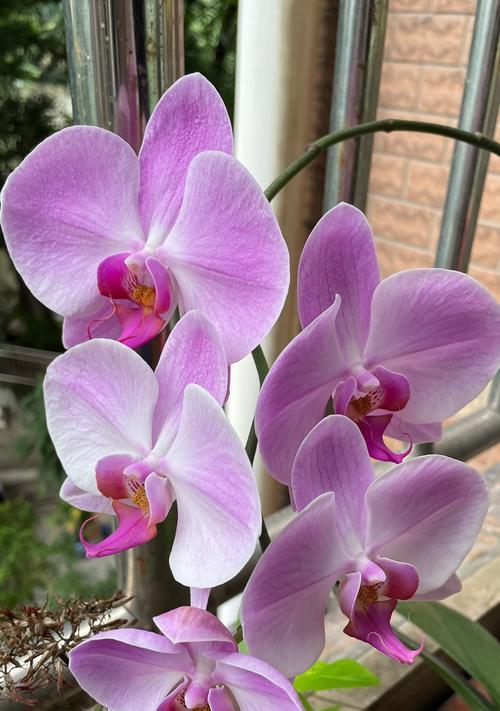兰花的花语通常代表什么？