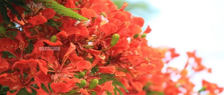 红色耧斗菜的花语是什么？