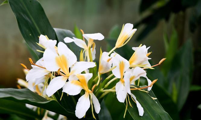 姜花的花语有哪些？它们代表什么？