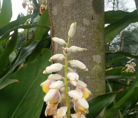 姜花的花语有哪些？它们代表什么？