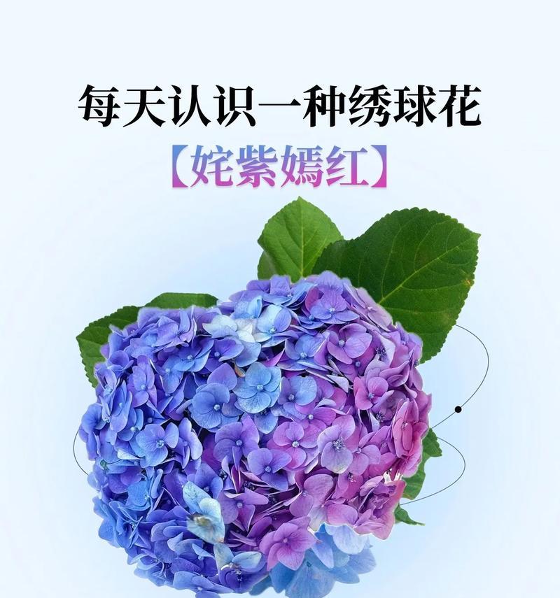 粉色和紫色花语分别代表什么？如何选择？