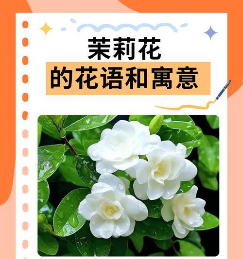 花花语和寓意表如何制作？有哪些花语和寓意？