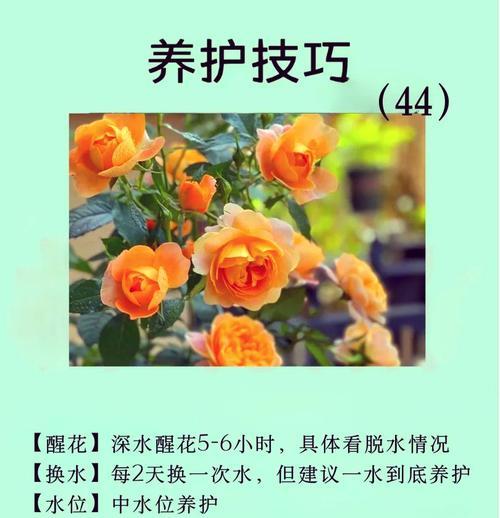 花语为初恋的花有哪些？如何表达初恋情感？