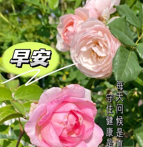 花语为初恋的花有哪些？如何表达初恋情感？