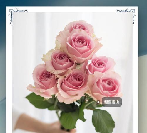 玫瑰粉红色花语是什么？如何表达爱意？