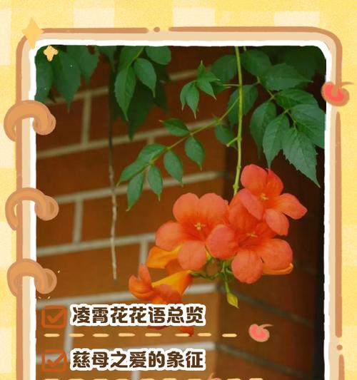 花语是记住的花有哪些？如何表达感激之情？