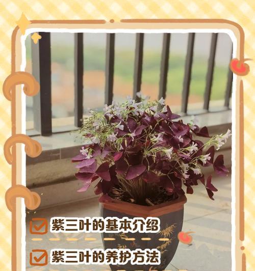 紫叶的抒情花语是什么？如何表达情感？