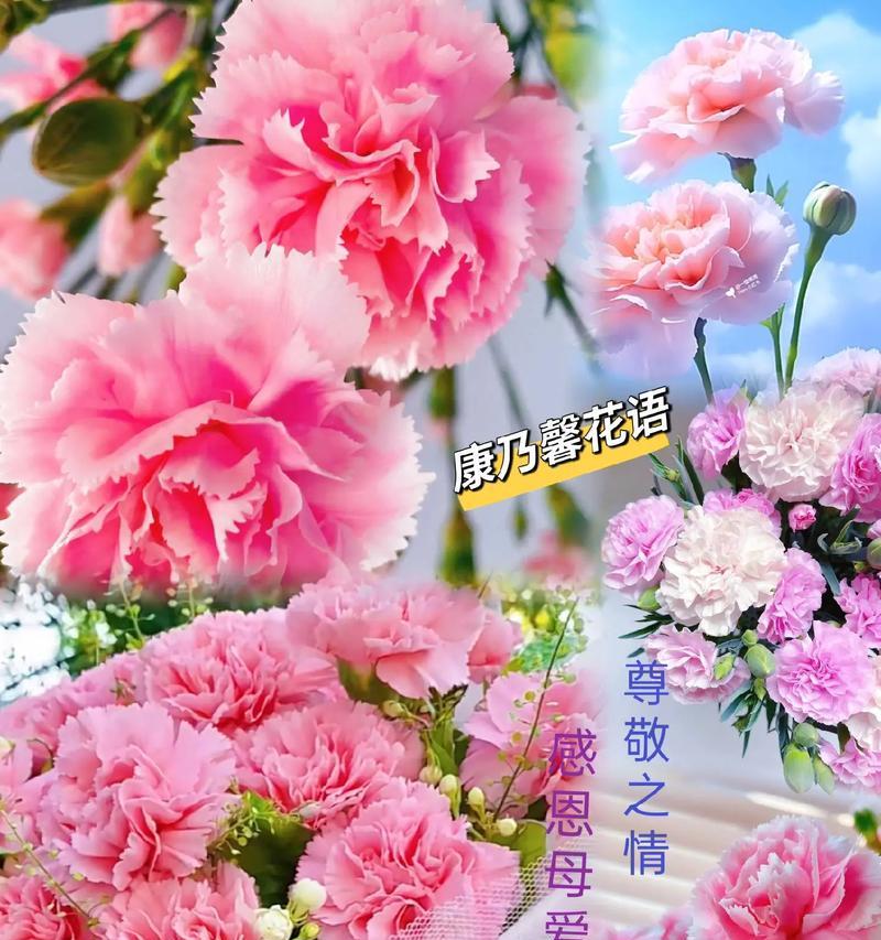 康乃磬代表花语是什么？如何表达母爱？