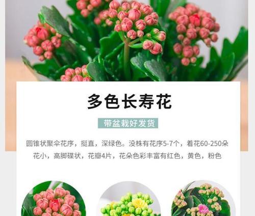 欧洲红豆杉花语是什么？如何表达长寿？