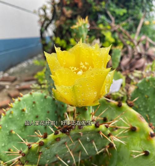 有关仙人掌花语有哪些？如何表达坚韧？