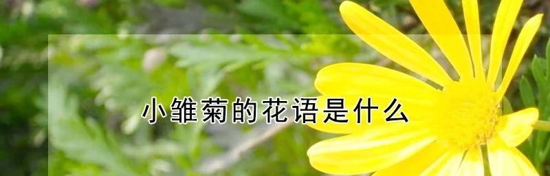 波斯小雏菊花语是什么？如何表达纯真？