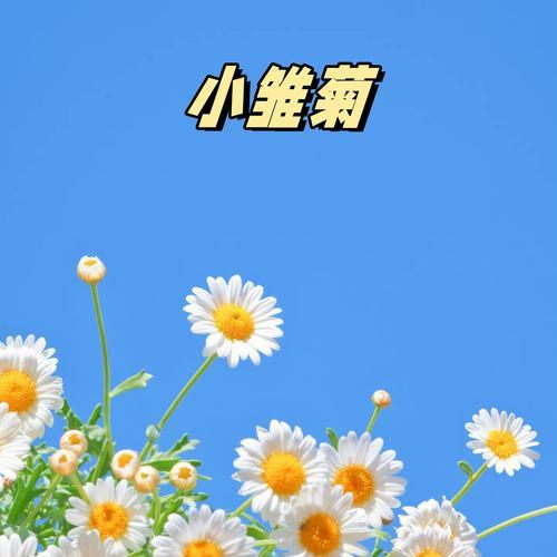波斯小雏菊花语是什么？如何表达纯真？