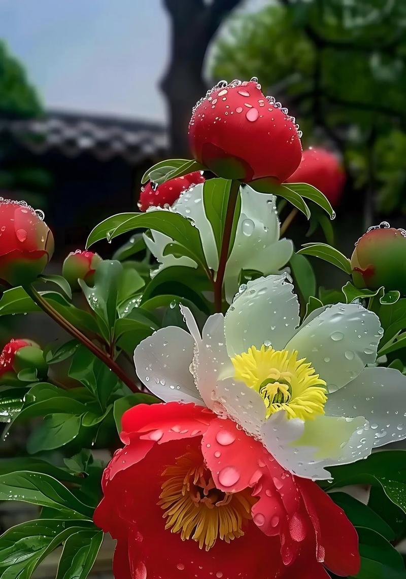 牡丹鸟花的花语有哪些含义？