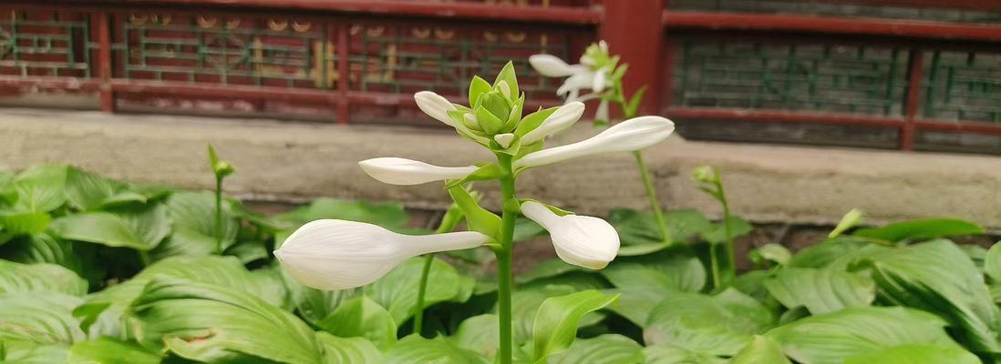 东北玉簪花的花语是什么？