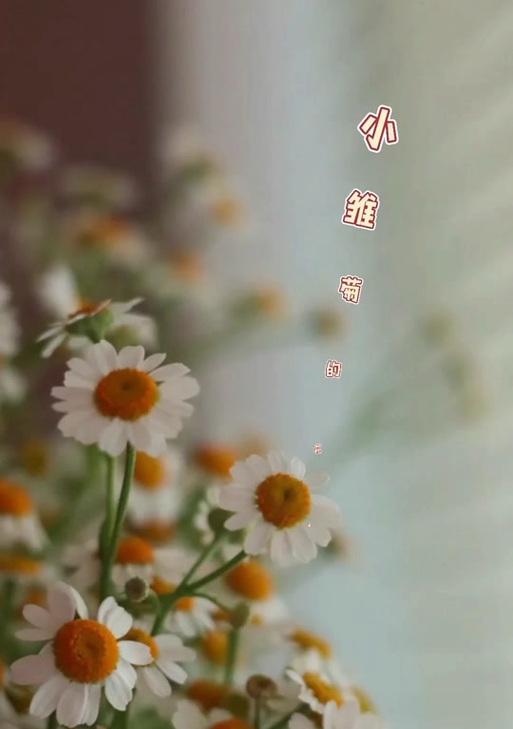 毛蟹爪兰代表什么花语？