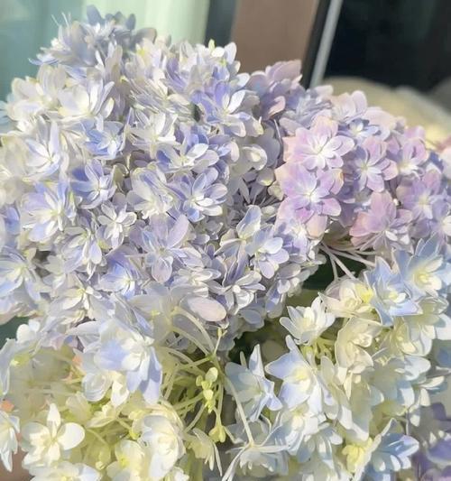 白色球球花代表什么含义？