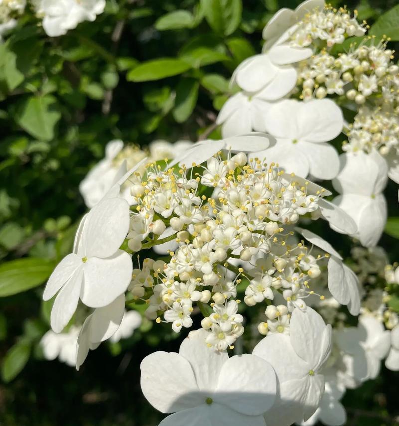 白色球球花代表什么含义？