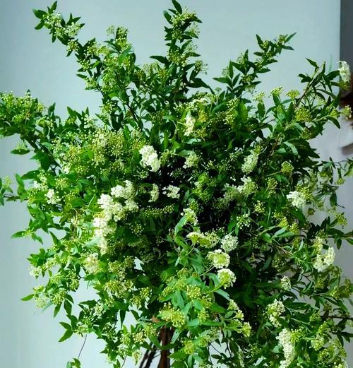 白色球球花代表什么含义？
