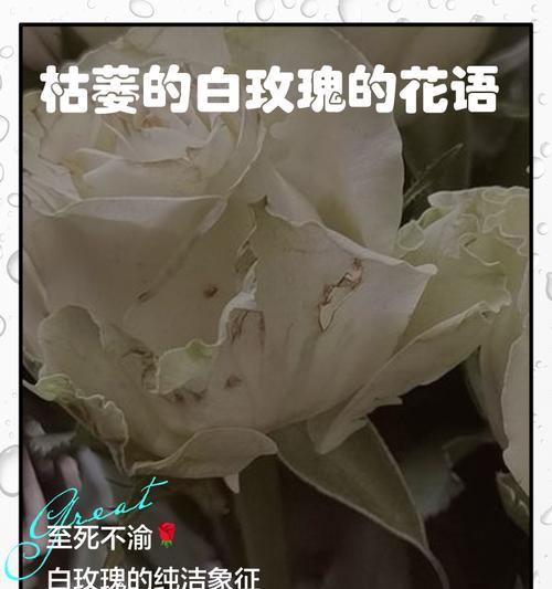 白玫瑰的花语有哪些？