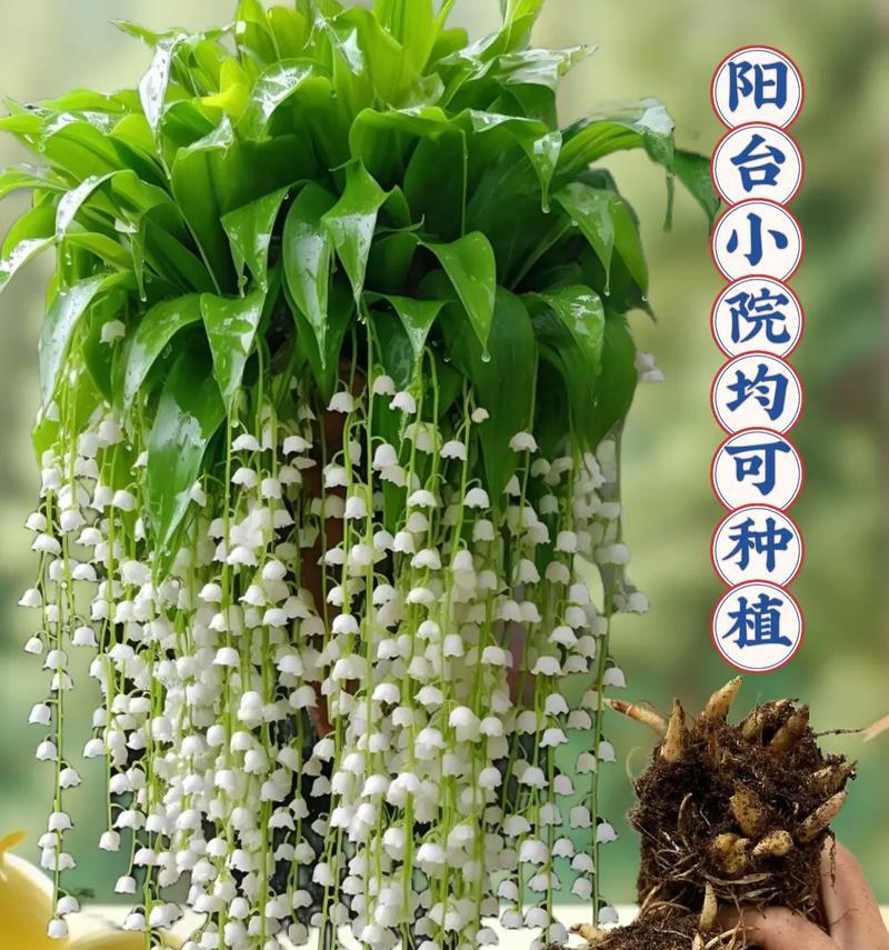 哪些花有多个花语？