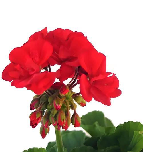 粉红天竺葵代表什么花语？