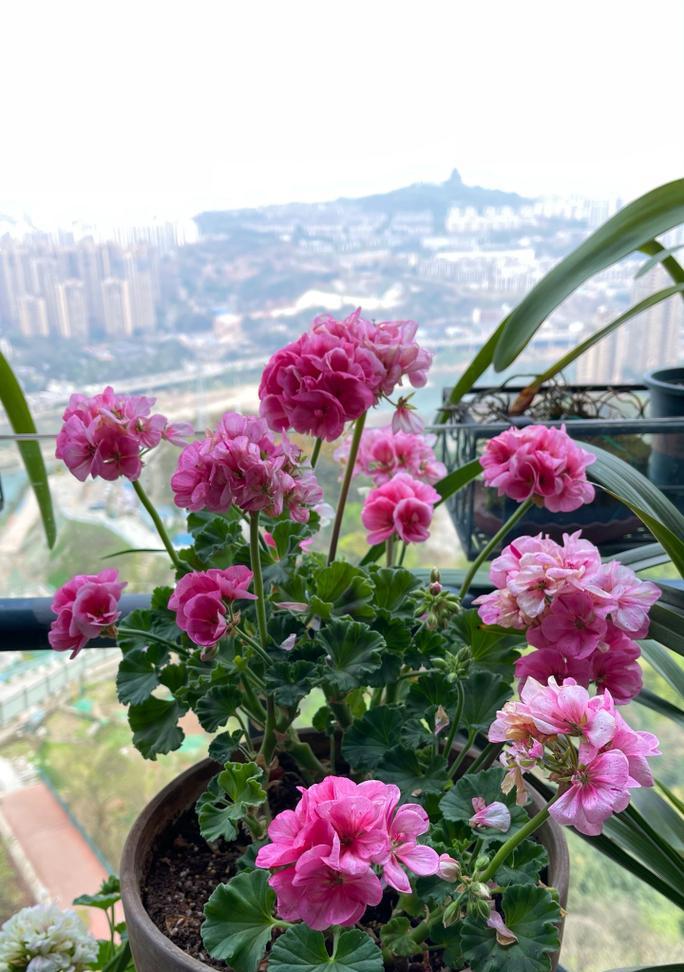 粉红天竺葵代表什么花语？