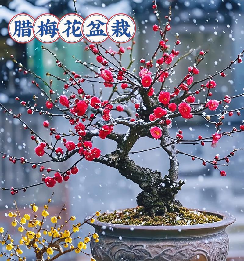 腊梅花语及其花期是怎样的？