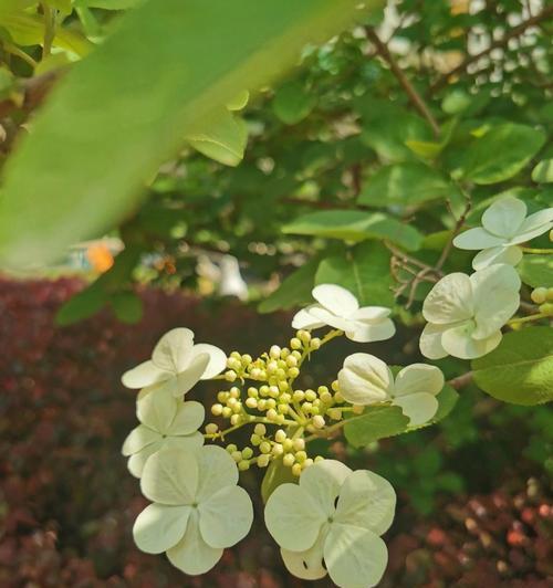 绿色琼花代表什么花语？
