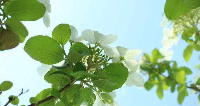 绿色琼花代表什么花语？