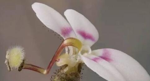 大花捕虫堇代表什么花语？