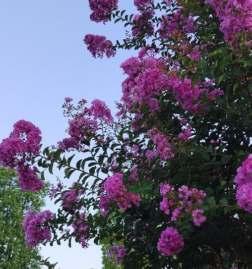 马鞭草花语紫薇有哪些含义？